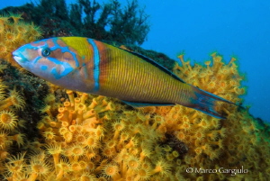 Thalassoma pavo #2 by Marco Gargiulo 